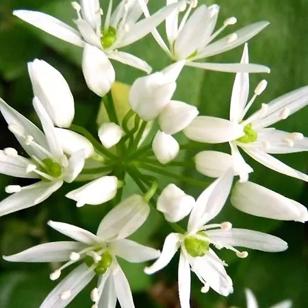 Mecsek Viragai Lak דירה מגיארהרטלנד